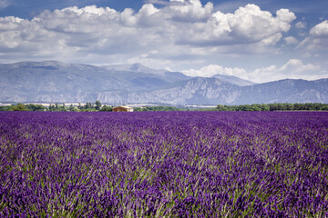 Naklejka na ściany i meble Blooming lavender field with mountains in Provence, France.