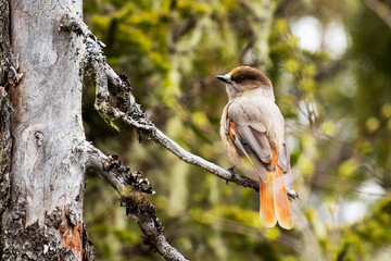 Curious and colorful Siberian jay, Perisoreus infaustus, in a spring taiga forest near Kuusamo, Northern Finland.