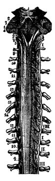 The Spinal Cord, Vintage Illustration.