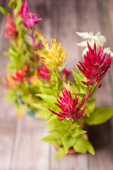 Colorful hairy flowers on a cockscomb decoration plant in bloom