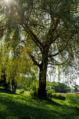 Fototapeta premium Willow Tree