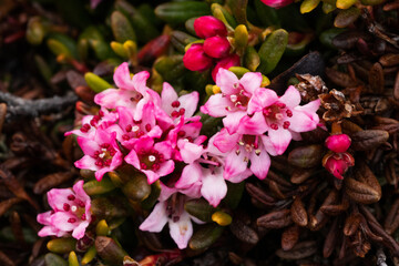 Flowering Alpine Azalea, Kalmia procumbens with pinkish blossoms during spring in Kuusamo, Northern Finland. 