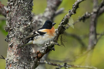 European songbird Brambling, Fringilla montifringilla, on a birch branch in northern taiga forest on Valtavaara hill near Kuusamo, FInnish nature. 