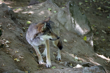 Loup observateur aux aguets