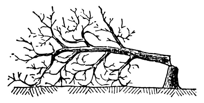 Slashing, vintage illustration