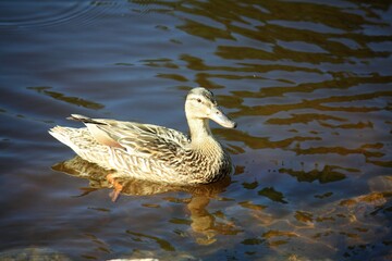 duck in the water