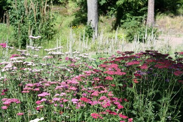 Fototapeta premium pink flowers in a garden