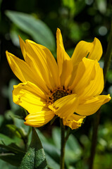 yellow flower