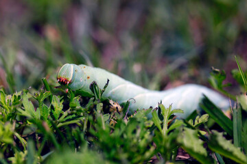 Une chenille sphinx du saule dans le gazon