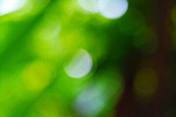 Obraz premium Beautiful green nature background, Sunlight shining through the leaves of trees, natural blurred background, Nature abstract background, nature green bokeh