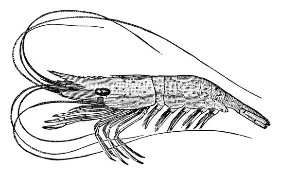 recommend clip art: Prawn, vintage illustration.