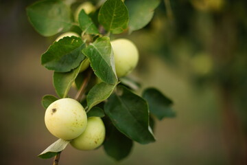 Ripe green apples on a tree branch in the garden.