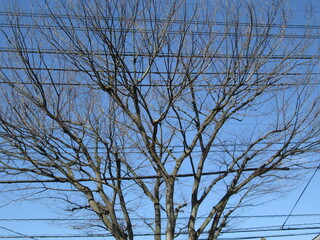 木と電線と青空