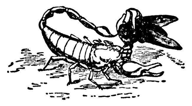 Scorpion or Euscorpius italicus, vintage illustration.