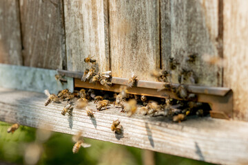 A close-up view of the working bees bringing flower pollen to the hive on its paws. Honey is a beekeeping product. Bee honey is collected in beautiful yellow honeycombs.