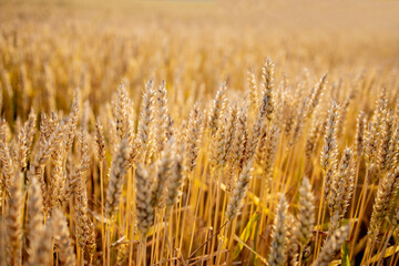 Gold Wheat Field. Beautiful Nature Sunset Landscape. Background of ripening ears of meadow wheat field. Concept of great harvest and productive seed industry