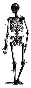 black and white human skeleton anatomy clip art preview