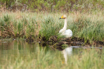 Whooper Swan, Cygnus cygnus sitting on the bank of a small lake in Kuusamo, Northern Finland. 
