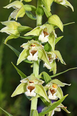 piccola orchidea di bosco (Epipactis helleborine), particolare dei fiori