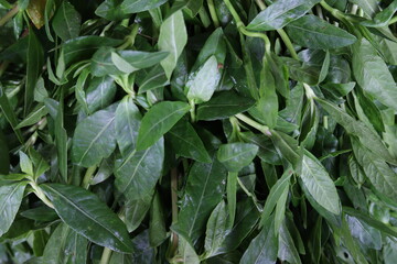 Alternanthera Sessilis Vegetable Market Food Images & Pictures 
