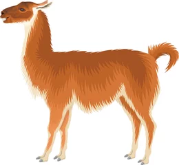Fotobehang vector guanaco - Wild llama illustration  © Save Jungle