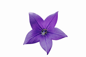 Balloon flower of violet color on a white background close-up