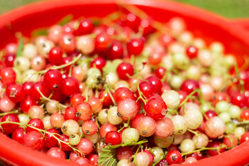 Close up of freshly picked red currants in a basket.