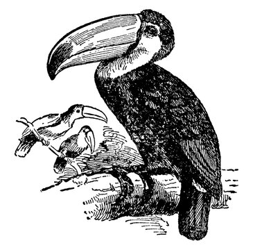 Toucan or Rhamphastos , vintage illustration.