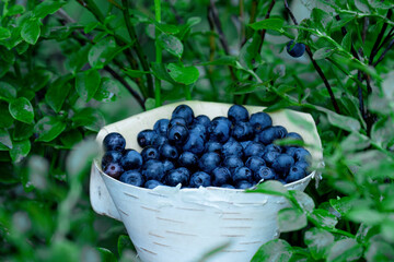 Natural, edible and delicious Wild blueberries (Vaccinium myrtillus) as a superfood from Northern forests., Estonia. 