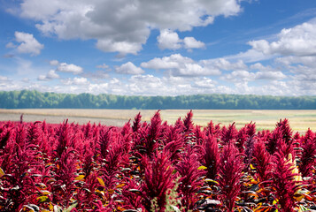 amaranth red plants field on background of distant green forest under cloudy dark blue sky,...