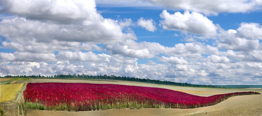 panoramic view of arable agricultural lands and red amaranth strip under blue sky with clouds