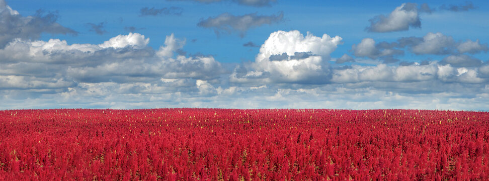 Wide panorama of amaranth red plants field under cloudy blue sky