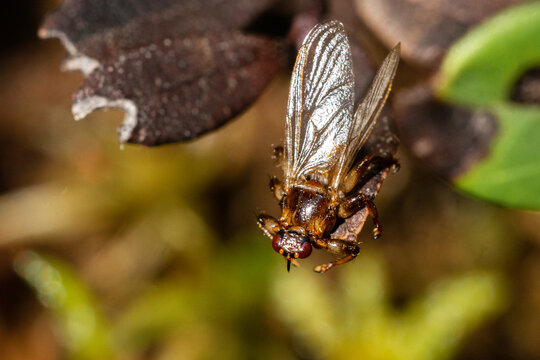 Macro close-up of parasite Deer fly, Lipoptena cervi, on a leaf in autumnal boreal forest of Estonia, Northern Europe