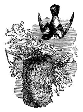 bird flying nest black and white clip art preview