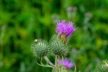 canabis on marijuana field farm sativa weed hemp hash plantation panorama