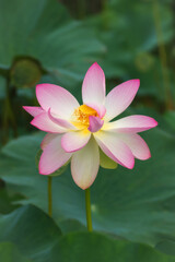 Fototapeta premium Pink Lotus (Nelumbo) flowers in the water. Lotus close-up. Pink lotuses are delicate and beautiful flowers, a sacred plant.