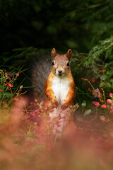 Adorable Red squirrel (Sciurus vulgaris) standing in the middle of autumn foliage during a fall season in Estonian boreal forest, Northern Europe. 