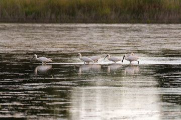 Spoonbills fishing on the lake