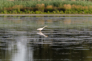 Great white egret on the lake at sunrise