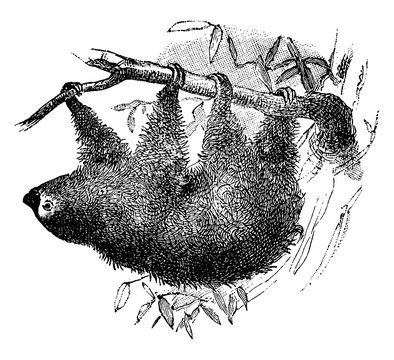 Sloth/Tardigrade Edentate , vintage illustration