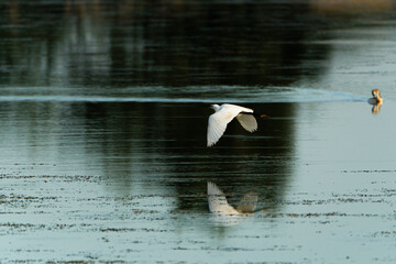 Fototapeta premium Little egret flying over the lake
