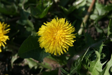 yellow dandelion flower on the background of greenery in the garden