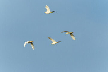 Group of little egrets in flight