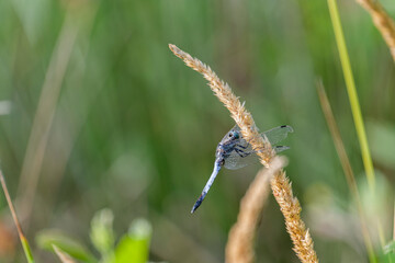 Blue dragonfly isolated on a green nature bokeh background