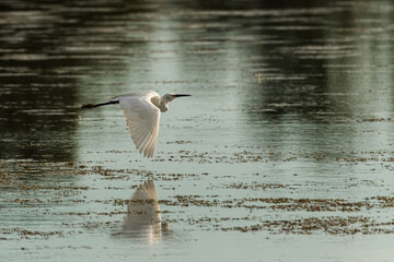Little egret flying over the lake