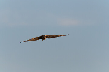 Fototapeta premium Night heron in flight on a blue sky at sunset