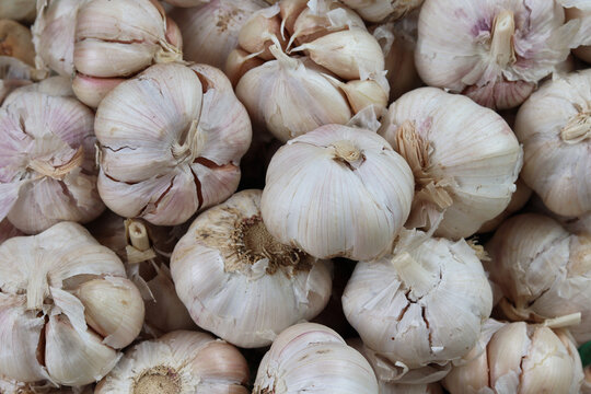 Garlic Vegetable Market Food Images & Pictures 