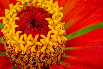 Macro photo of the center of the flower with stamens and pollen