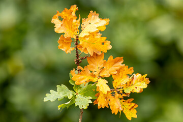 Leaves showing the transition of autumn with green leafs and yellowish, orangie brown hues against a green out of focus blurred natural background