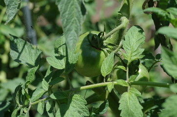 緑のトマト